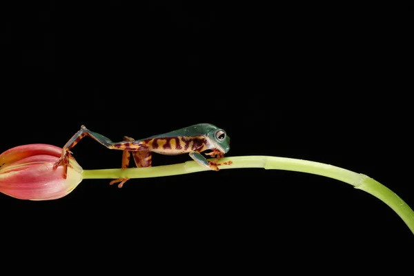 Winziger Grüner Und Brauner Frosch Auf Grünem Tulpenstamm Auf Schwarzem — Stockfoto