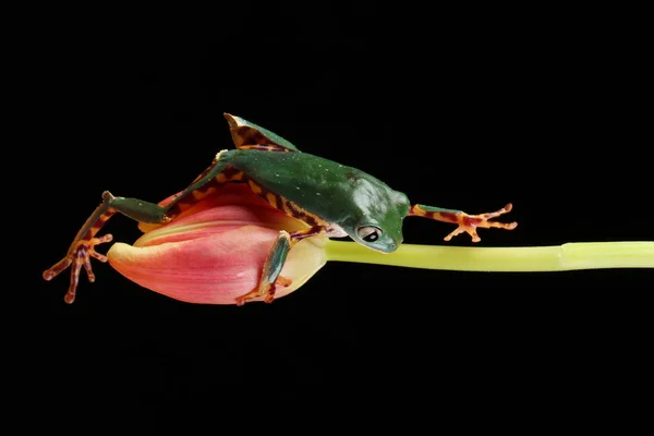 Liten Grön Och Brun Groda Gröna Tulip Bero Svart Bakgrund — Stockfoto