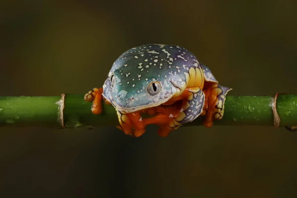 緑の枝に掛かっているカラフルなフリンジ ツリー カエルの正面図 — ストック写真