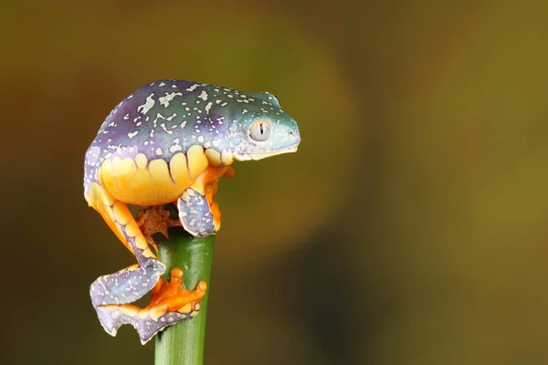 다채로운 프린지 개구리 나뭇가지에 매달려 — 스톡 사진