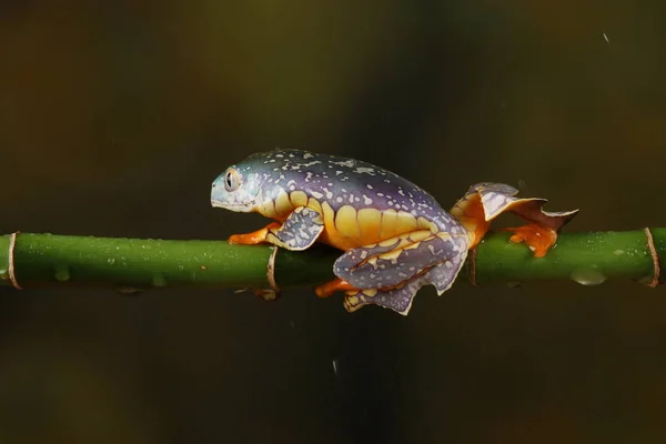 緑の枝に掛かっているカラフルなフリンジ ツリー カエルの側面図 — ストック写真