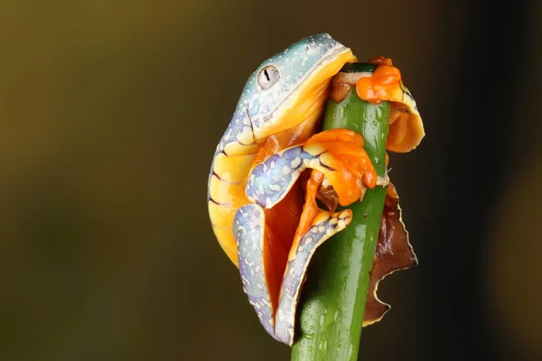 다채로운 프린지 개구리 나뭇가지에 매달려 — 스톡 사진