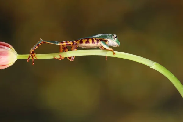 Winziger Grüner Und Brauner Frosch Auf Grünem Tulpenstamm Auf Verschwommenem — Stockfoto