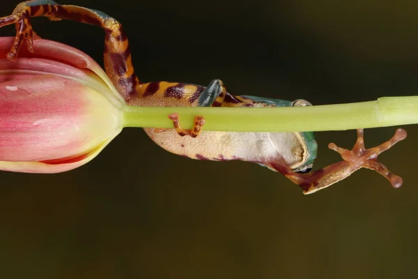 Tiny Green Brown Frog Green Tulip Stem Blurry Green Background — Stock Photo, Image