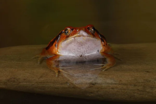 Close View Portrait Orange Tomato Frog Sitting Water — Stock Photo, Image
