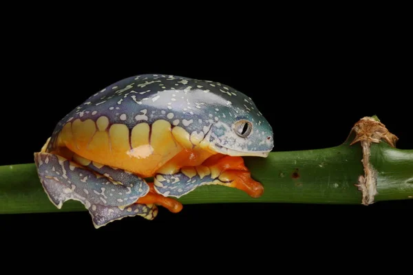 緑の枝に掛かっているカラフルなフリンジ ツリー カエルの側面図 — ストック写真