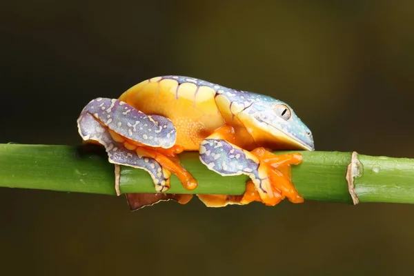 緑の枝に掛かっているカラフルなフリンジ ツリー カエルの側面図 — ストック写真