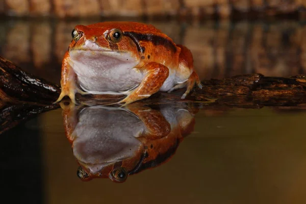 Close View Portrait Orange Tomato Frog Sitting Water — Stock Photo, Image