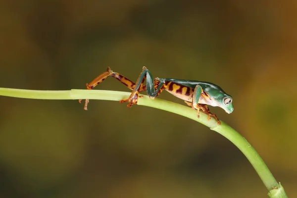 Sapo Verde Minúsculo Marrom Tronco Tulipa Verde Fundo Verde Embaçado — Fotografia de Stock