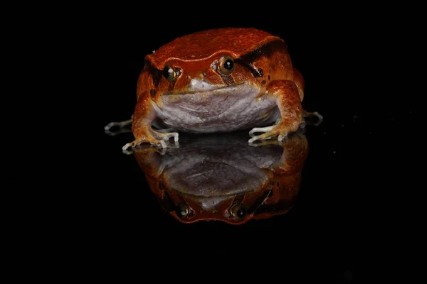 Close View Portrait Orange Tomato Frog Sitting Water — Stock Photo, Image