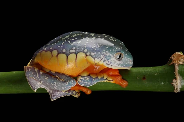 다채로운 프린지 개구리 나뭇가지에 매달려의 — 스톡 사진