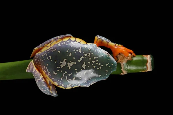 Blick Von Oben Auf Bunte Fransen Laubfrosch Hängt Grünem Zweig — Stockfoto