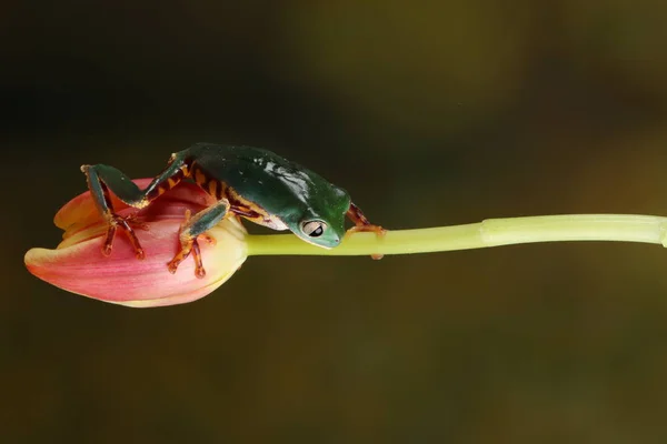 绿郁金香上的小绿褐蛙在模糊的绿色背景上 — 图库照片