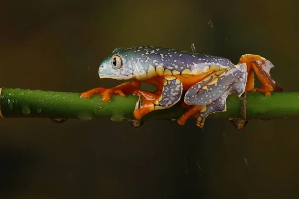 Renkli Saçak Kurbağa Yeşil Dal Üzerinde Asılı Yan Görünüm Stok Resim