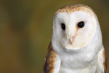 Peçeli baykuş siyah arka plan üzerine portresi