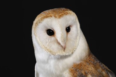 Peçeli baykuş siyah arka plan üzerine portresi