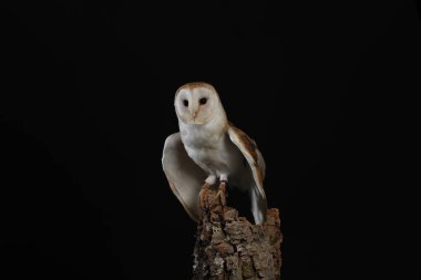 Peçeli baykuş siyah arka plan üzerine portresi