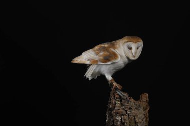 Peçeli baykuş siyah arka plan üzerine portresi