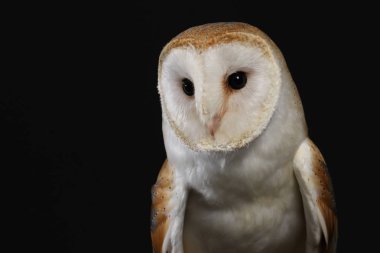 Peçeli baykuş siyah arka plan üzerine portresi