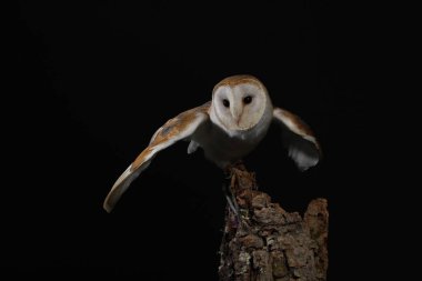 Peçeli baykuş siyah arka plan üzerine portresi