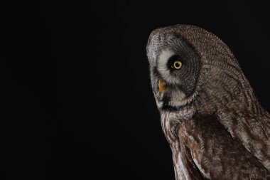Büyük gri baykuş portre siyah arka plan üzerine