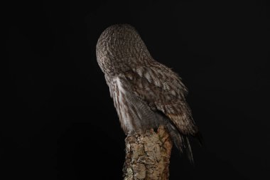 Büyük gri baykuş portre siyah arka plan üzerine