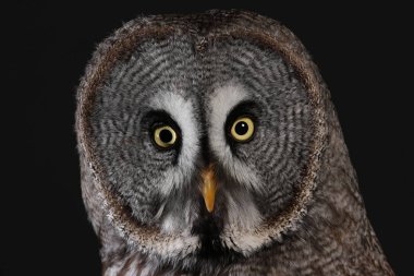 Büyük gri baykuş portre siyah arka plan üzerine