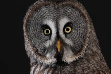 Büyük gri baykuş portre siyah arka plan üzerine