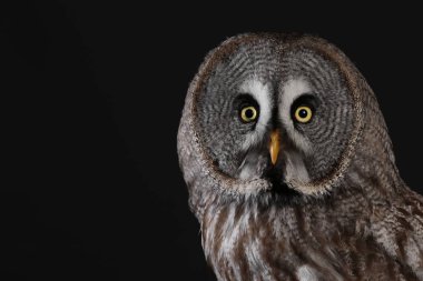 Büyük gri baykuş portre siyah arka plan üzerine