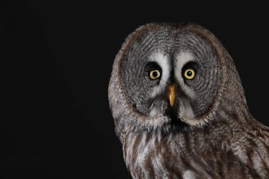 Büyük gri baykuş portre siyah arka plan üzerine