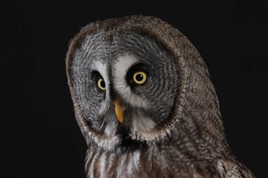 Büyük gri baykuş portre siyah arka plan üzerine