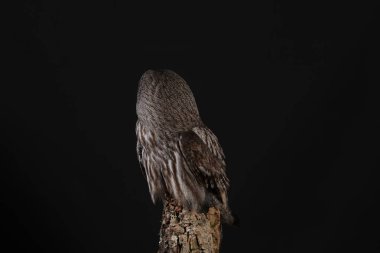 Büyük gri baykuş portre siyah arka plan üzerine