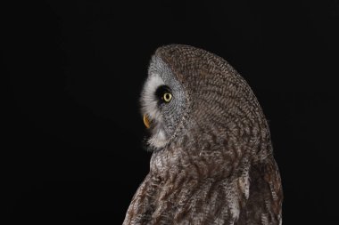 Büyük gri baykuş portre siyah arka plan üzerine