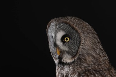 Büyük gri baykuş portre siyah arka plan üzerine