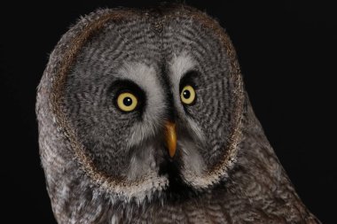 Büyük gri baykuş portre siyah arka plan üzerine