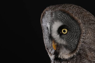 Büyük gri baykuş portre siyah arka plan üzerine