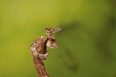 Yeşil arka plan bulanık üzerinde limon patlama Royal Python yakın çekim