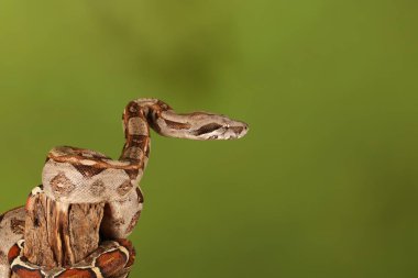 Yeşil arka plan bulanık üzerinde limon patlama Royal Python yakın çekim