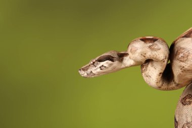 Yeşil arka plan bulanık üzerinde limon patlama Royal Python yakın çekim