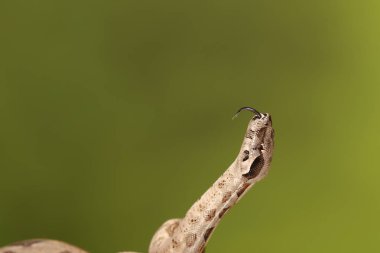 Yeşil arka plan bulanık üzerinde limon patlama Royal Python yakın çekim