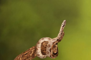 Yeşil arka plan bulanık üzerinde limon patlama Royal Python yakın çekim