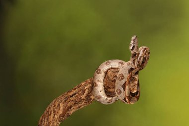 Yeşil arka plan bulanık üzerinde limon patlama Royal Python yakın çekim