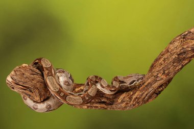 Yeşil arka plan bulanık üzerinde limon patlama Royal Python yakın çekim