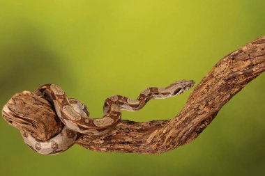 Yeşil arka plan bulanık üzerinde limon patlama Royal Python yakın çekim