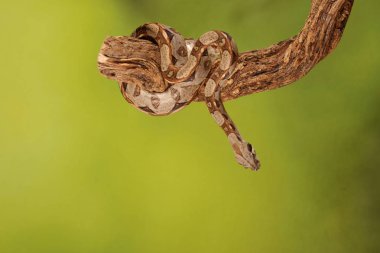 Yeşil arka plan bulanık üzerinde limon patlama Royal Python yakın çekim