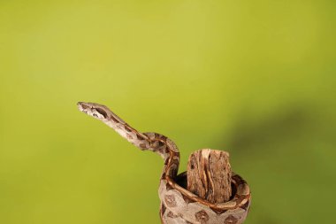 Yeşil arka plan bulanık üzerinde limon patlama Royal Python yakın çekim