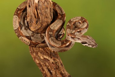 Yeşil arka plan bulanık üzerinde limon patlama Royal Python yakın çekim