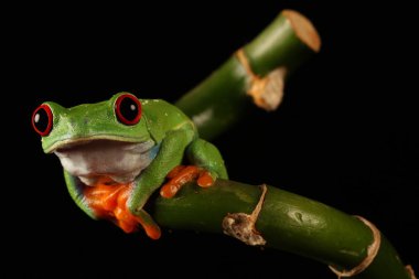 Bambu kök üzerinde kırmızı gözlü ağaç kurbağası 
