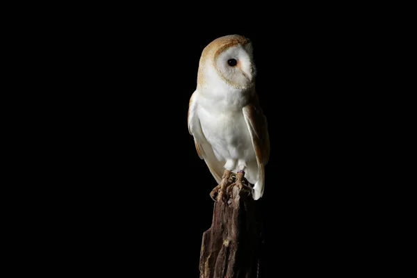 黒い背景にメンフクロウの肖像画 — ストック写真