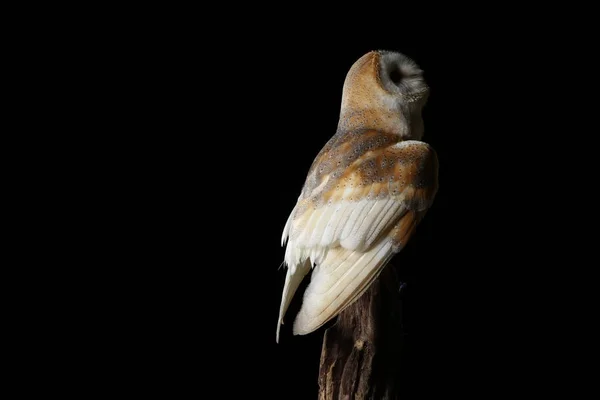 Porträt Der Schleiereule Auf Schwarzem Hintergrund — Stockfoto